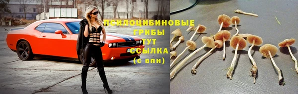 сатива Алзамай
